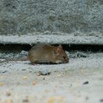 Mysz domowa (Mus musculus)