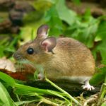 Mysz leśna (Apodemus flavicollis)