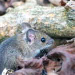 Chyba Mysz zaroślowa (Aapodemus sylvaticus)