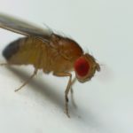 Wywilżnia karłówka (Drosophila melanogaster)
