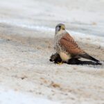Pustułka (Falco tinnunculus) z kosem w roli obiadu