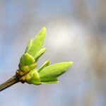 Lilak pospolity (Syringa vulgaris L.)