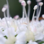 Krwawnik pospolity (Achillea millefolium)