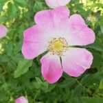 Róża sina (Rosa dumalis)